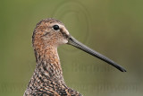 _MG_6805 Long-billed Dowitcher.jpg