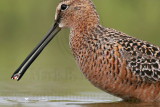_MG_6857c Long-billed Dowitcher.jpg