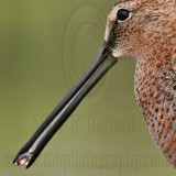 _MG_6857crop Long-billed Dowitcher.jpg