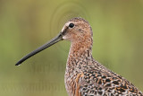 _MG_6874 Long-billed Dowitcher.jpg