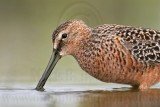_MG_6906 Long-billed Dowitcher.jpg