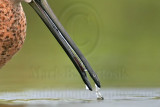 _MG_6964 Long-billed Dowitcher.jpg