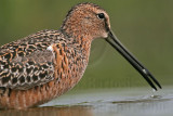 _MG_6992 Long-billed Dowitcher.jpg