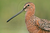 _MG_7014 Long-billed Dowitcher.jpg