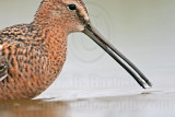 _MG_7049 Long-billed Dowitcher.jpg