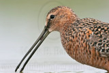 _MG_7076 Long-billed Dowitcher.jpg