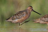 _MG_8598 Long-billed Dowitcher.jpg