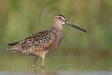 _MG_8603 Long-billed Dowitcher.jpg