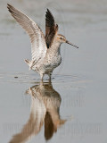 _MG_6641 Stilt Sandpiper.jpg