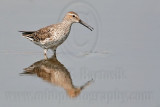 _MG_6648 Stilt Sandpiper.jpg
