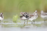 _MG_7091 Stilt Sandpiper.jpg
