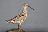 _MG_8921 Stilt Sandpiper.jpg