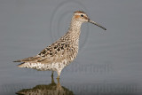 _MG_8922 Stilt Sandpiper.jpg