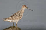 _MG_8927 Stilt Sandpiper.jpg