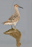 _MG_8930 Stilt Sandpiper.jpg