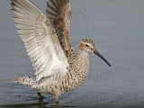 _MG_8973 Stilt Sandpiper.jpg