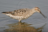 _MG_8977 Stilt Sandpiper.jpg