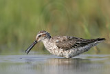_MG_9606 Stilt Sandpiper.jpg