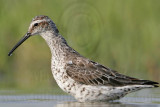 _MG_9620 Stilt Sandpiper.jpg
