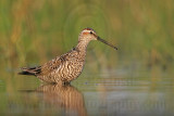 _MG_9947 Stilt Sandpiper.jpg