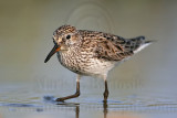 _MG_0386 White-rumped Sandpiper.jpg