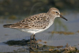_MG_8993 White-rumped Sandpiper.jpg