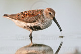 _MG_0903 Dunlin.jpg