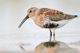 _MG_0906 Dunlin.jpg