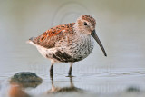 _MG_0929 Dunlin.jpg