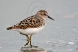 _MG_5217 Least Sandpiper.jpg