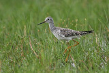_MG_3909 Lesser Yellowlegs.jpg