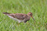 _MG_7759 Pectoral Sandpiper.jpg