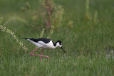 _MG_7885 Black-necked Stilt.jpg