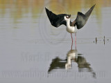 _MG_8871 Black-necked Stilt.jpg
