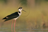 _MG_9966 Black-necked Stilt.jpg