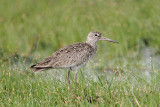 _MG_7155 Willet.jpg