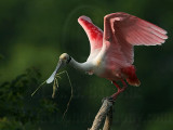 _MG_4812 Roseate Spoonbill.jpg