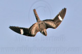 _MG_0719 Common Nighthawk.jpg