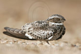 _MG_4019 Common Nighthawk.jpg