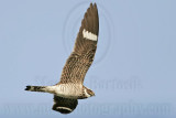 _MG_9655 Common Nighthawk.jpg