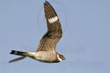 _MG_9656 Common Nighthawk.jpg