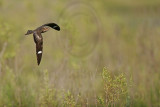 _MG_9711 Common Nighthawk.jpg