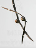 _MG_9745 Common Nighthawk - Courtship flight.jpg