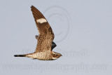 _MG_9771 Common Nighthawk.jpg