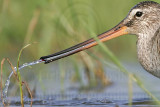 _MG_9034crop Hudsonian Godwit.jpg