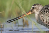 _MG_9039crop Hudsonian Godwit.jpg