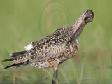 _MG_9327 Hudsonian Godwit.jpg