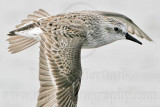 _MG_5529 Semipalmated Sandpiper.jpg