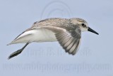 _MG_5542 Semipalmated Sandpiper.jpg