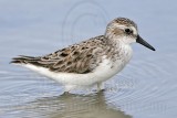 _MG_5554 Semipalmated Sandpiper.jpg